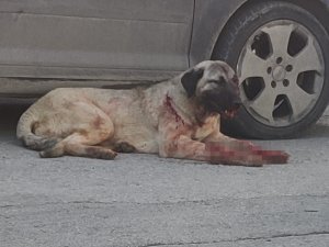Silahla Vurulan Çoban Köpeği İçin Seferber Oldular
