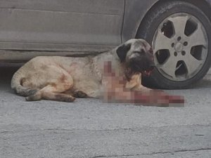 Silahla Köpeği Yaralayan Şahıs Yakalandı