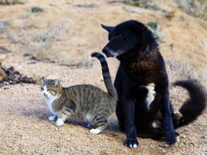 Titus İle Pamuk’un Dostluğu İlgi Çekiyor