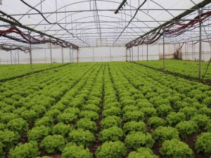 Kışlık Marullar Sofrayla Buluşmak İçin Gün Sayıyor