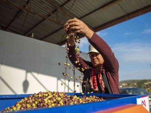 Mersin’de Zeytin Üreticilerine Ekipman Desteği