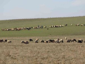 Muş’ta Sıcak Hava Besicilerin Yüzünü Güldürüyor