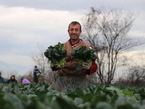 Sonbaharın Gözde Sebzesi Ispanakta Hasat Zamanı