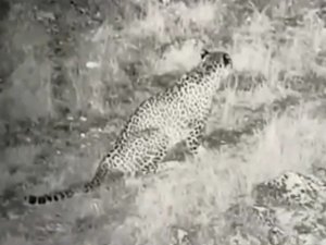 Anadolu Parsı İlk Kez Bu Kadar Net Görüntülendi