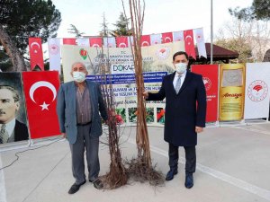 Amasya Çiftçisine Misket Elma Ve Trabzon Hurması Fidanı Dağıtıldı