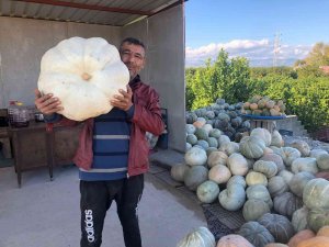 Dev Bal Kabaklarını Satmaya Kıyamadı