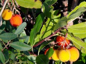 Tabiattaki Binlerce Yıllık Şifa İksirleri