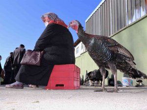 Eflani Hindisi Pazarda Görücüye Çıktı