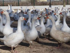 Kaz Yetiştiriciliği İle Üretim Sağlanarak Şehirlere Göç Engellenecek