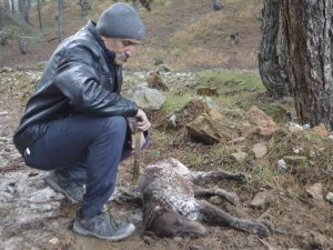 Kütahya’da 5 Çoban Köpeği Ve Yabani Hayvanların Zehirlendiği İddiası