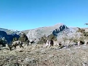 Elazığ’da 11 Aylık Yaban Hayatı Fotokapanlara Yansıdı