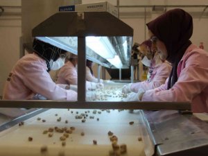 Kuraklık Siirt Fıstığının Rekoltesini Düşürdü, Fiyatını Artırdı