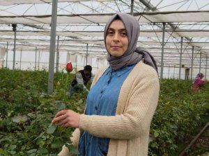 Serada Topraksız Gül Üretti, Talebe Yetişemiyor