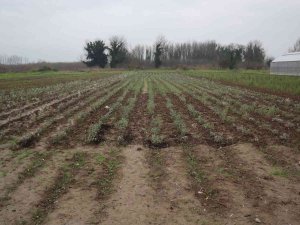 Düzce’de 10 Bin Tıbbı Aromatik Bitki Dikildi