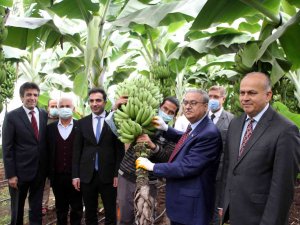 Muzda 6 Çeşit Tescillenecek