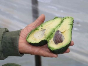 Korona Virüs Avokado Üretimini Arttırdı, Üretici Talebe Yetişemiyor