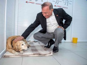 Seyhan’da 4 Bin Sokak Hayvanı Kısırlaştırıldı