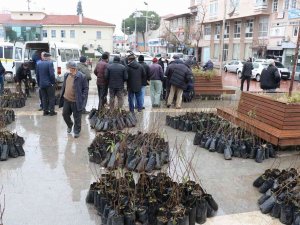 Manisa Büyükşehir Belediyesinden Üreticiye Fidan Desteği