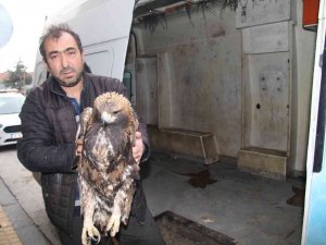 Yaralı Kartala Bünyan Belediyesi Sahip Çıktı