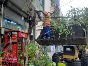 Kilis’te Ağaçlar Budanıyor