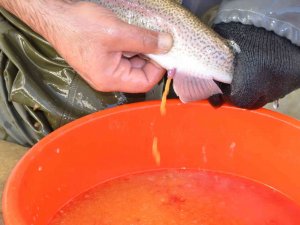 Bebek Gibi Bakılıyor Tek Tek El Masajıyla Yumurtaları Alınıyor