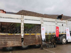 Uludereli Çiftçilere 7 Bin 800 Fide Dağıtıldı