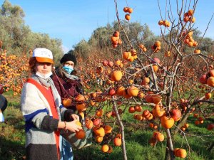Trabzon Hurması İhtiyaç Sahipleri İçin Hasat Edildi