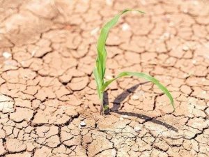 Bayburtlu Üreticilere Destek Ödemeleri Başladı