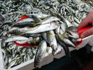 Tezgahların En Ucuzu İstavrite Yoğun İlgi