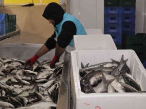 Dalyan Kefali Kilosu 20 Liradan Satılıyor