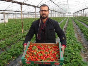 Kış Ortasında Hasat Edilen Çilek Kilosu 22 Liradan Satılıyor
