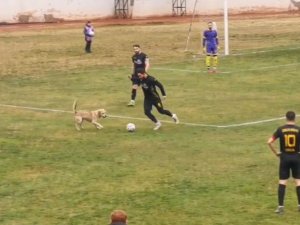 Sahaya Giren Köpek Maçı Durdurdu, Renkli Görüntüler Yaşandı