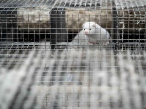 Polonya’da Covid-19 Tespit Edilen 500 Vizon 90 Gün Karantinaya Alındı