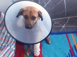 Öğrencilerin “Çaki” Sevgisi Bitmek Bilmiyor