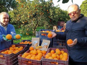 Kuyucak Portakalı, Antalya Portakalına Rakip Oldu