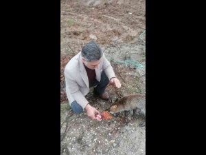 Kırklareli’nde Tilki Yol Kesip, Yiyecek İstiyor
