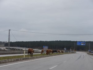 Karayolundaki Büyükbaş Hayvanlar Tehlike Saçıyor