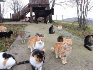 Kedi Kasabası’nın Misafir’i Katır