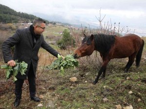 Karla Kaplanan Spil’deki Yılkı Atlarına Şefkat Eli