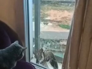 Atmaca Balkon Kapısı İle Camı Arasında Sıkıştı