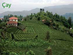 Vatanı Doğu Karadeniz; Çay