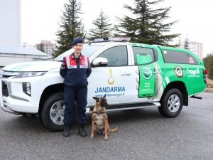 Jandarma Hayvan Koruma Timi Görev Başında