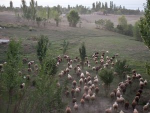 Fao, Küçükbaş Hayvan Üreticiliğini Artırmayı Hedefliyor