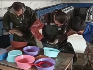 Van’daki Balık Çiftliklerinde Alabalık Sağımı