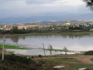 Manavgat’ta Su Basan Ekili Arazileri Su Kuşları İstila Etti