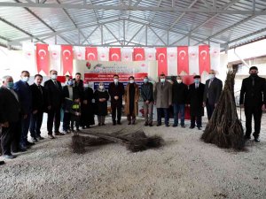 Amasya Çiftçisine 40 Binden Fazla Ceviz Ve Kuşburnu Fidanı Desteği