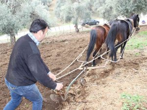 Aydın’da Yağışı Gören Tarlaya İndi