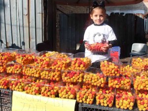 Dağ Çileğine Büyük İlgi