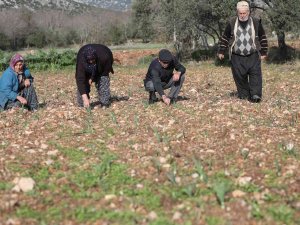 Büyükşehir’den Tarım Kooperatifi’ne 10 Bin Adet Nergis Soğanı