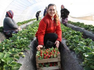 Çilek Değil ’Altın’ Yetiştiriyorlar